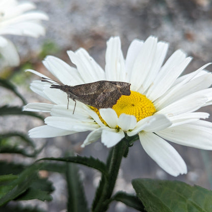 Leucanthemum superbum ’Daisy Duke’  - Amazing Daisies® Daisy May® Shasta Daisy
