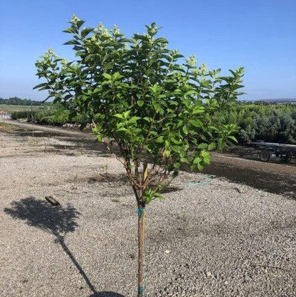 Hydrangea paniculata 'Limelight'  - Proven Winners® Limelight® Hydrangea