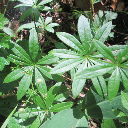 Galium odoratum  - Sweet Woodruff
