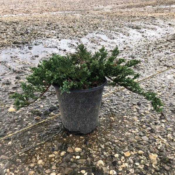 Juniperus horizontalis 'Wiltonii'  - Blue Rug Juniper