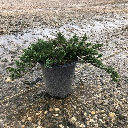 Juniperus horizontalis 'Wiltonii'  - Blue Rug Juniper