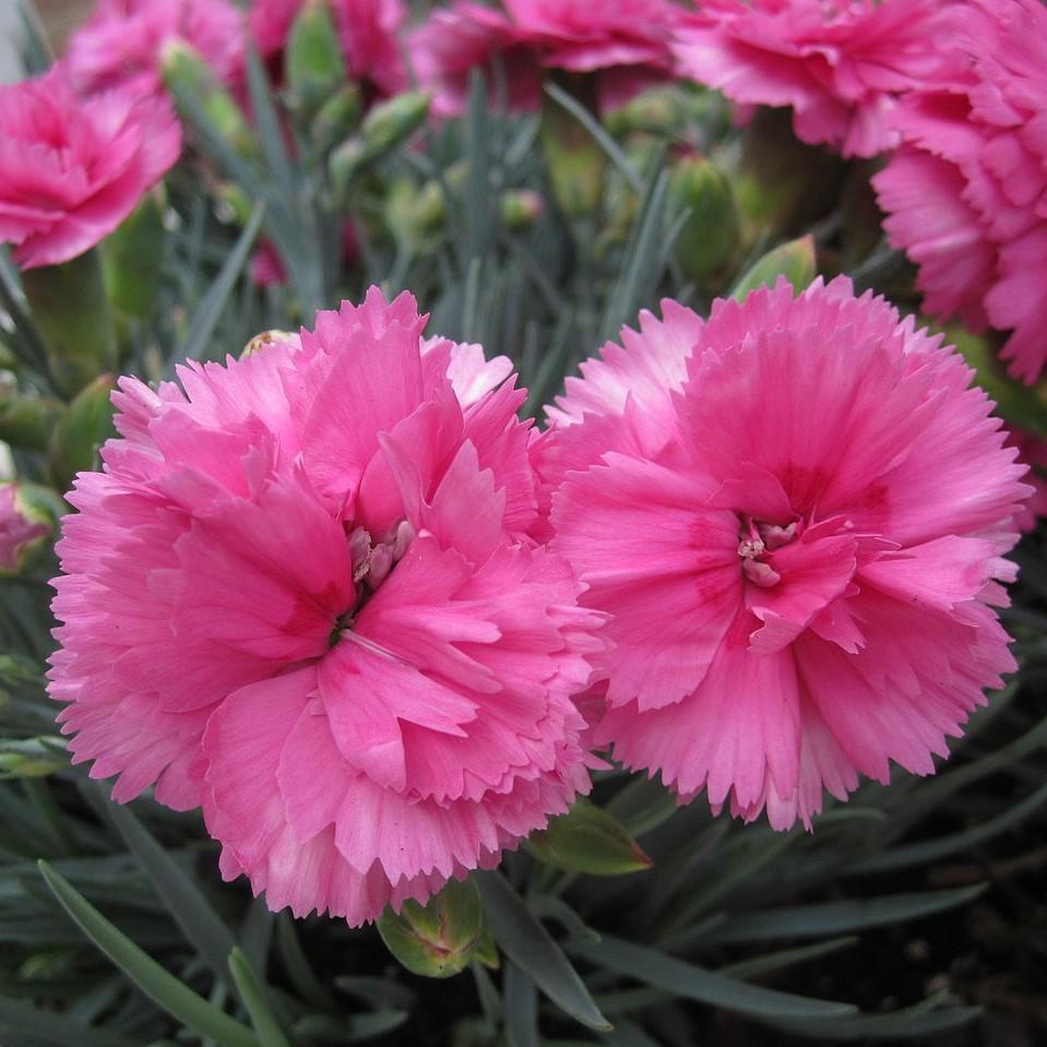 Dianthus x 'KLEDG10119'  - EverLast™ Orchid Dianthus