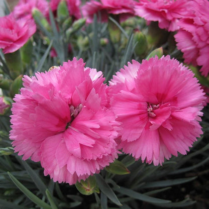 Dianthus x 'KLEDG10119'  - EverLast™ Orchid Dianthus