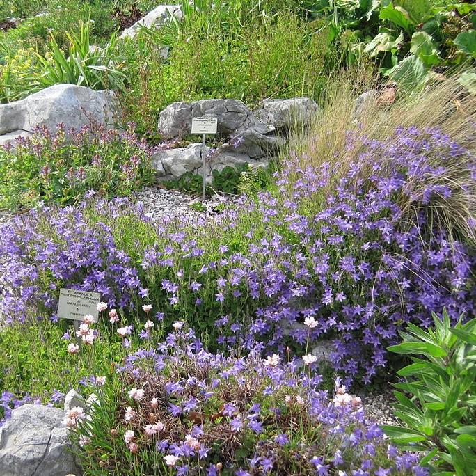 Campanula poscharskyana 'Blue Waterfall'  - Blue Waterfall Bellflower