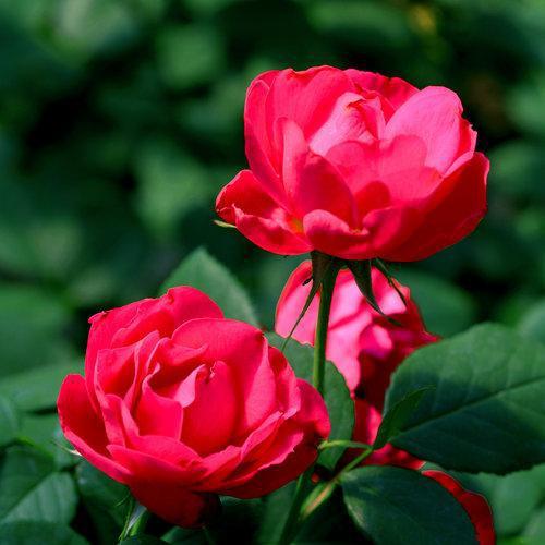 Rosa 'Meipeporia'  - OSO Easy® Double Red Rose