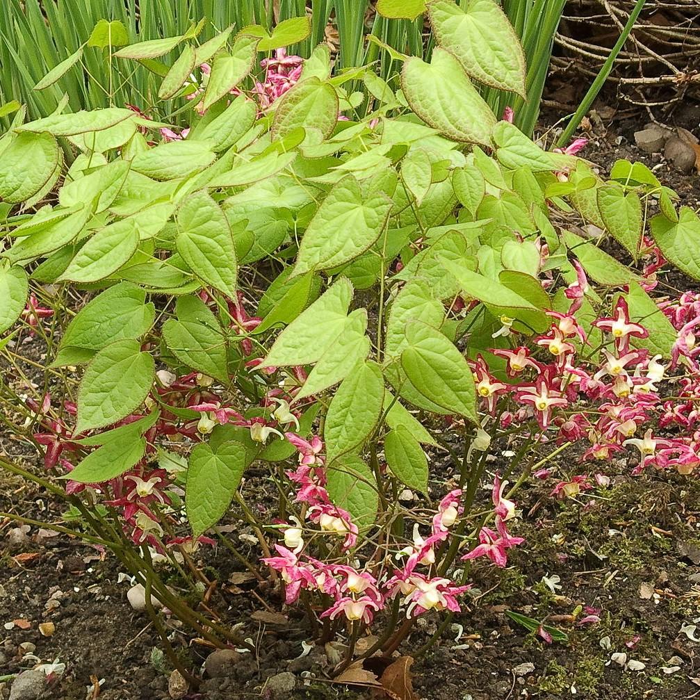 Epimedium rubrum  - Red Barrenwort, Bishop's Hat