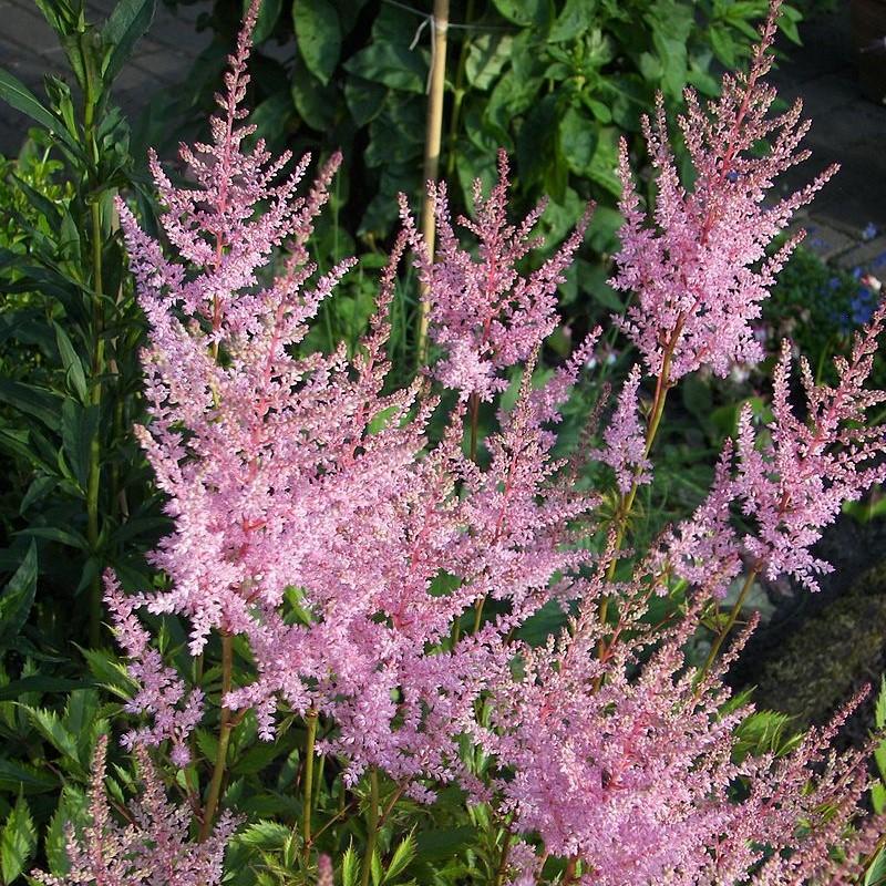 Astilbe simplicifolia 'Hennie Graafland'  - Hennie Graafland Star Astilbe