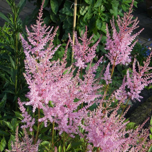 Astilbe simplicifolia 'Hennie Graafland'  - Hennie Graafland Star Astilbe