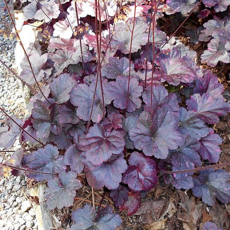 Heuchera x 'Midnight Rose'  - Midnight Rose Coral Bells