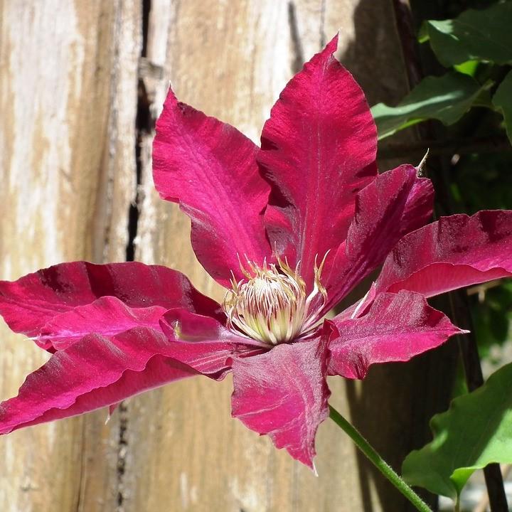 Clematis viticella 'Evipo016'  - Rebecca™ Clematis