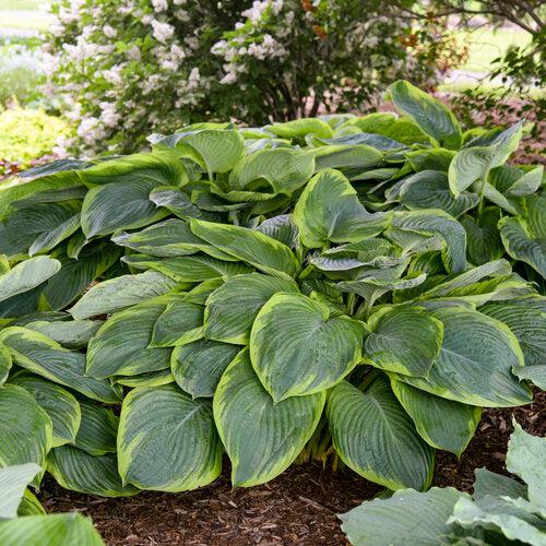 Hosta 'Wu-La-La' PP31,309  - PW® Shadowland® Wu-La-La Hosta
