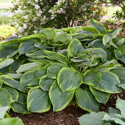 Hosta 'Wu-La-La' PP31,309  - PW® Shadowland® Wu-La-La Hosta