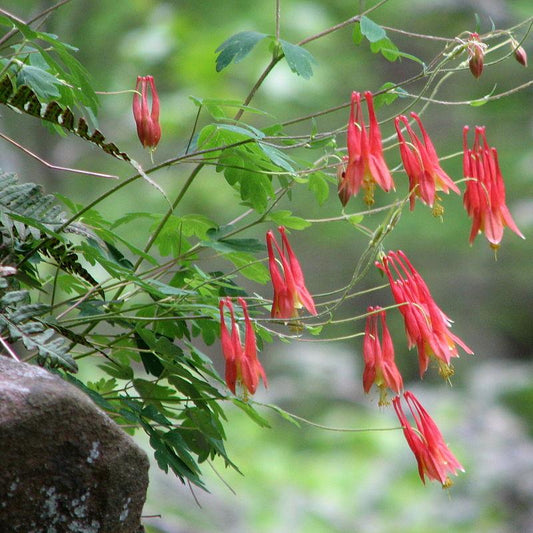 Aquilegia canadensis  - Wild Columbine