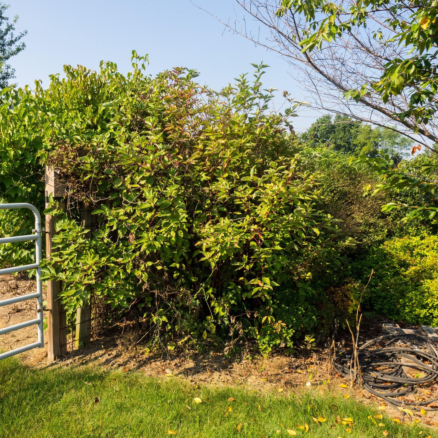 Cornus sericea 'Baileyi'  - Bailey Red Twig Dogwood