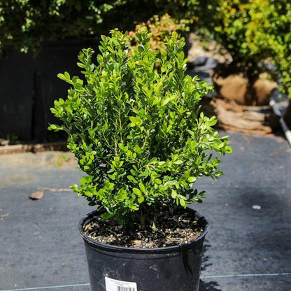 Buxus sinica var. insularis 'Franklin's Gem'  - Franklin's Gem Korean Boxwood