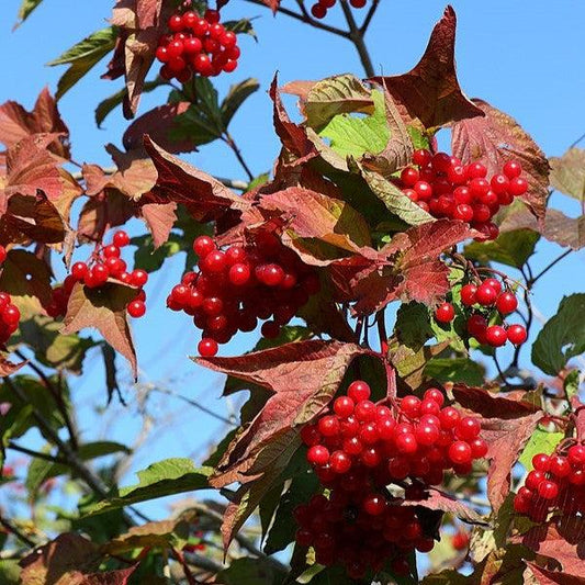 Viburnum trilobum ‘Bailey Compact’  - Bailey Compact Viburnum
