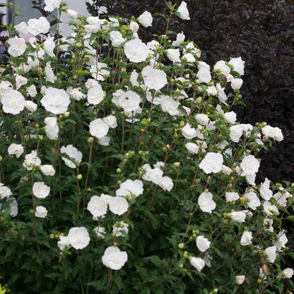 Hibiscus syriacus 'Notwoodtwo'  - White Chiffon® Rose of Sharon