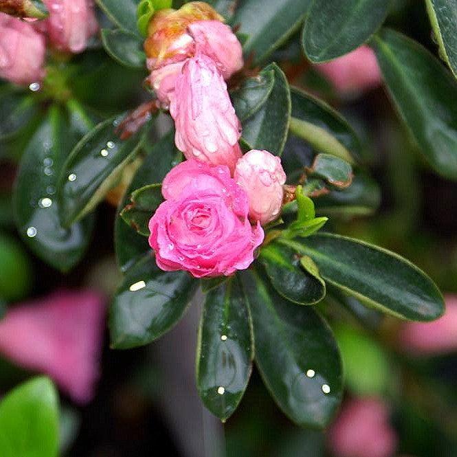 Azalea x 'Rosebud'  - Rosebud Azalea