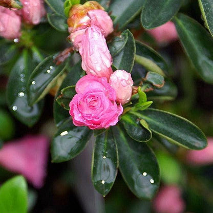 Azalea x 'Rosebud'  - Rosebud Azalea