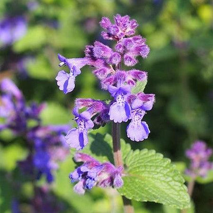 Nepeta x faassenii 'Picture Purrfect'  - Picture Purrfect Catmint