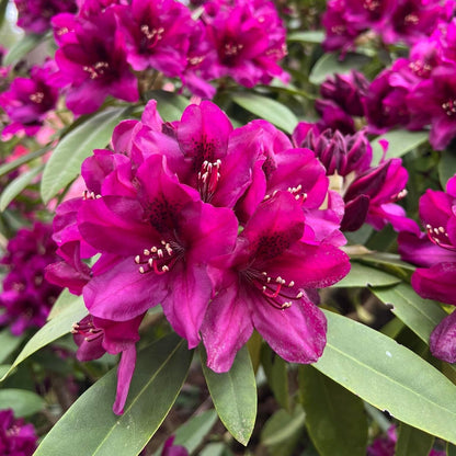 Rhododendron 'Polarnacht'  - Polarnacht Rhododendron