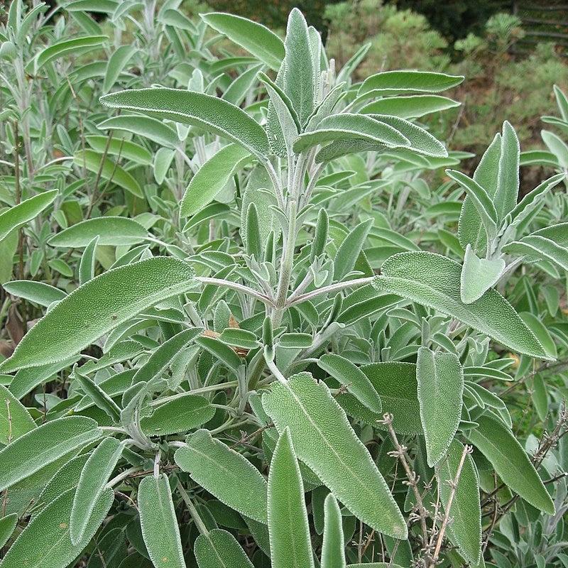 Salvia officinalis  - Common Sage