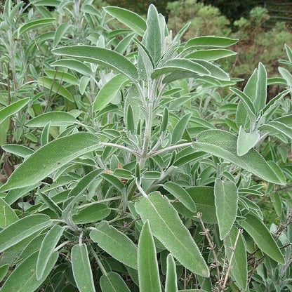 Salvia officinalis  - Common Sage