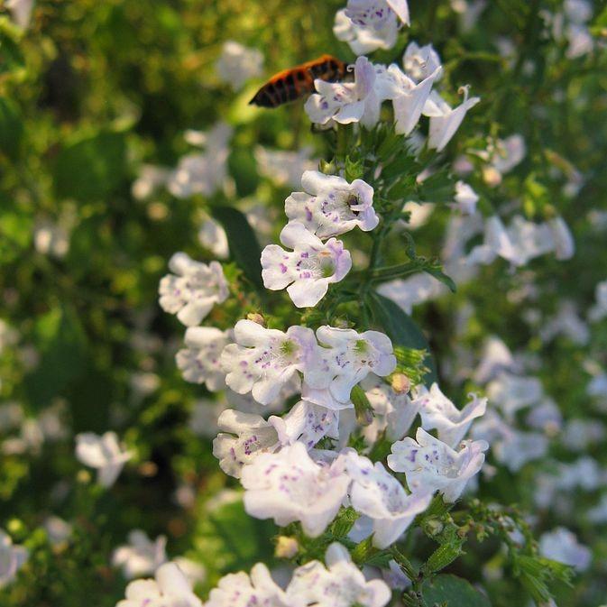 Calamintha nepeta spp. nepeta  - Lesser Calamint