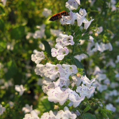 Calamintha nepeta spp. nepeta  - Lesser Calamint