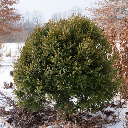Buxus 'Green Mountain'  - Green Mountain Boxwood
