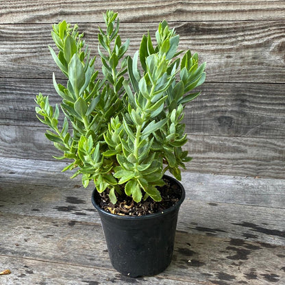 Sedum spectabile 'Autumn Joy'  - Autumn Joy Stonecrop