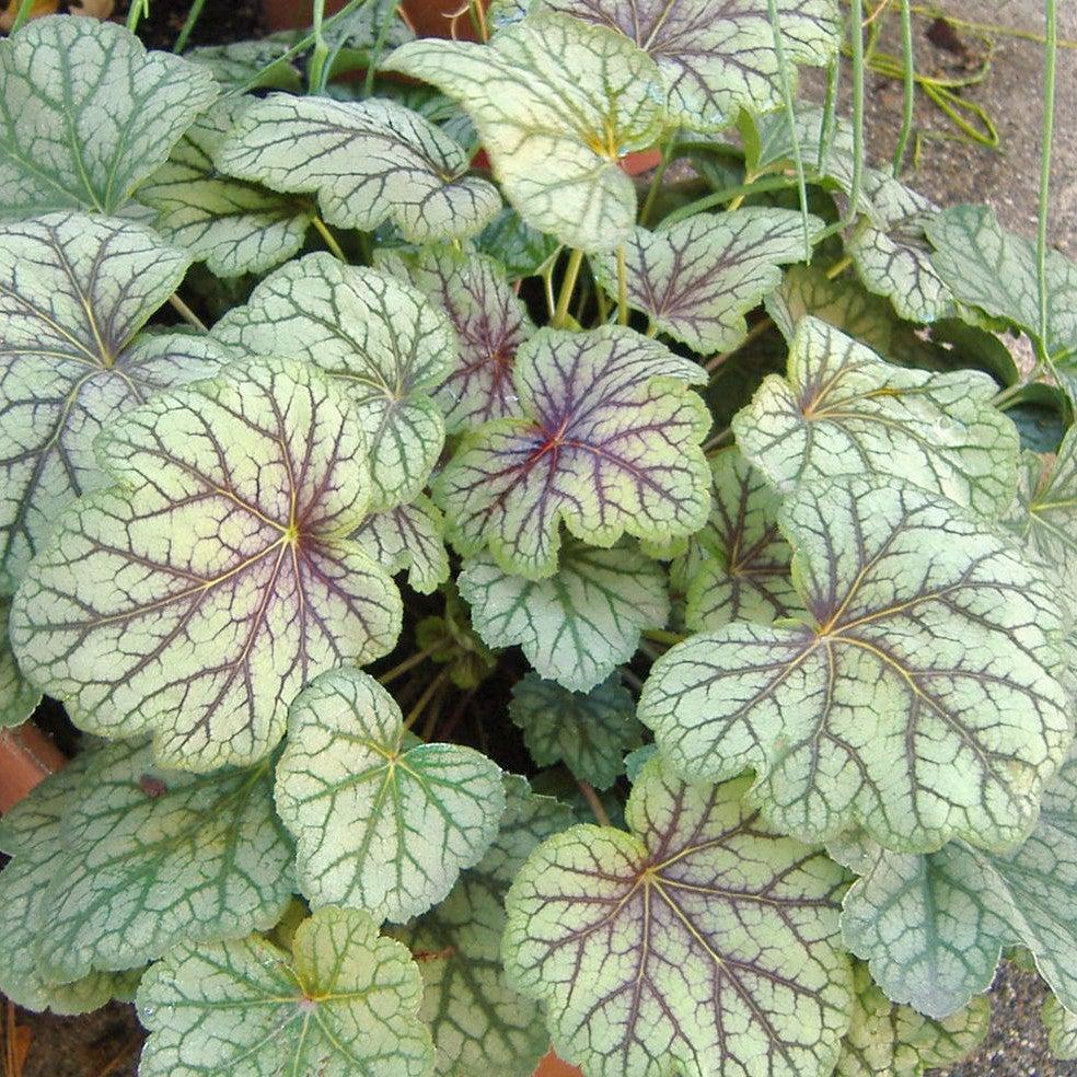 Heuchera americana 'Green Spice'  - Green Spice Coral Bells