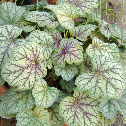 Heuchera americana 'Green Spice'  - Green Spice Coral Bells