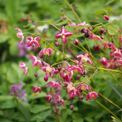 Epimedium rubrum  - Red Barrenwort, Bishop's Hat