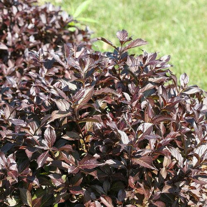 Weigela florida 'SMNWFMS'  - Midnight Wine Shine® Weigela