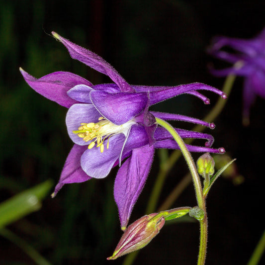 Aquilegia 'Biedermeier'  - Beidermeier Columbine