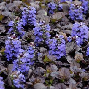 Ajuga reptans 'Binblasca'  - Black Scallop Bugleweed