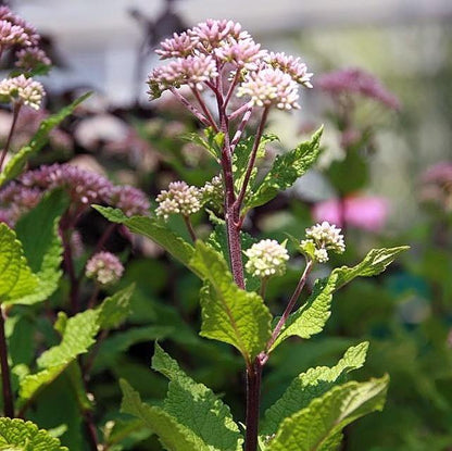 Eutrochium dubium 'Little Joe'  - Little Joe Coastal Pye Weed