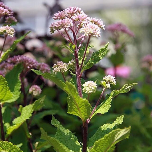 Eutrochium dubium 'Little Joe'  - Little Joe Coastal Pye Weed