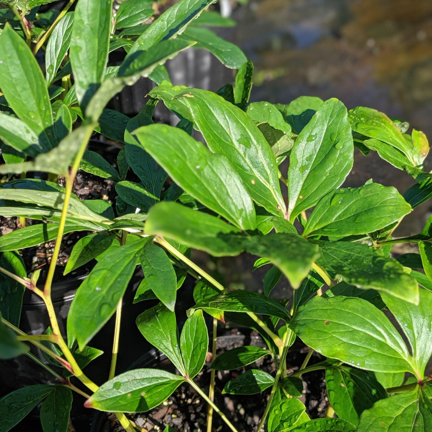 Paeonia lactiflora 'Sarah Bernhardt'  - Sarah Bernhardt Peony
