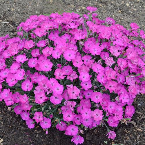 Dianthus 'Paint the Town Fuchsia'  - Paint the Town Fuchsia Dianthus
