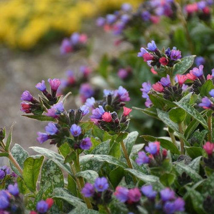 Pulmonaria 'Spot on'  - PW® Spot On Lungwort