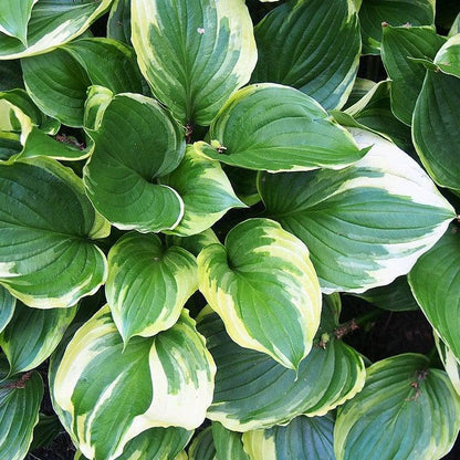 Hosta f. 'Aureomarginata'  - Aureomarginata Hosta