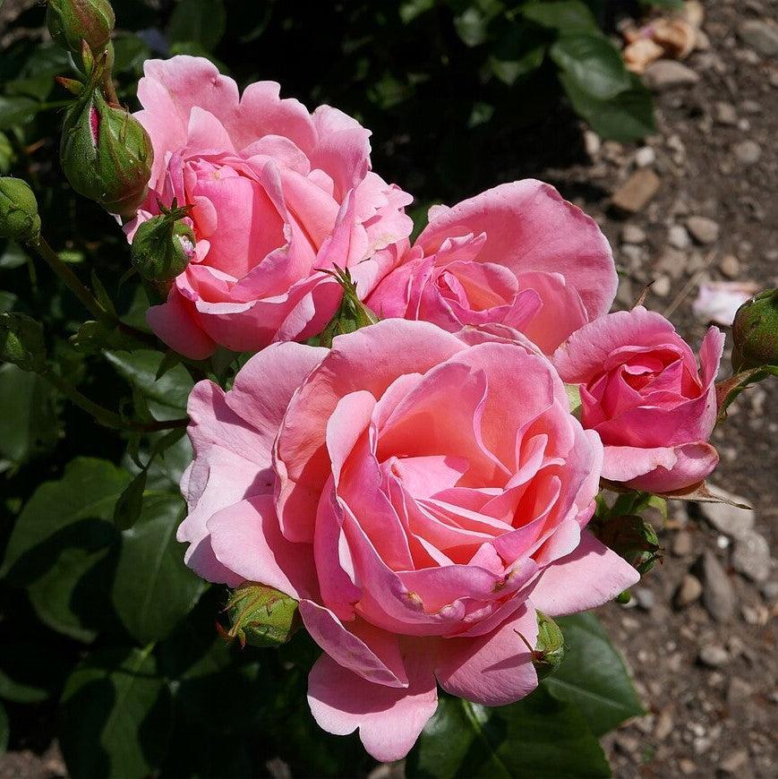 Rosa 'Queen Elizabeth'  - Queen Elizabeth™ Grandiflora Rose