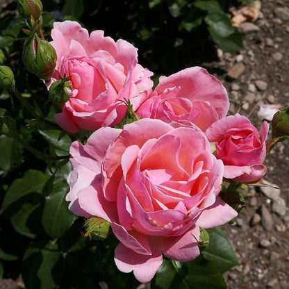 Rosa 'Queen Elizabeth'  - Queen Elizabeth™ Grandiflora Rose