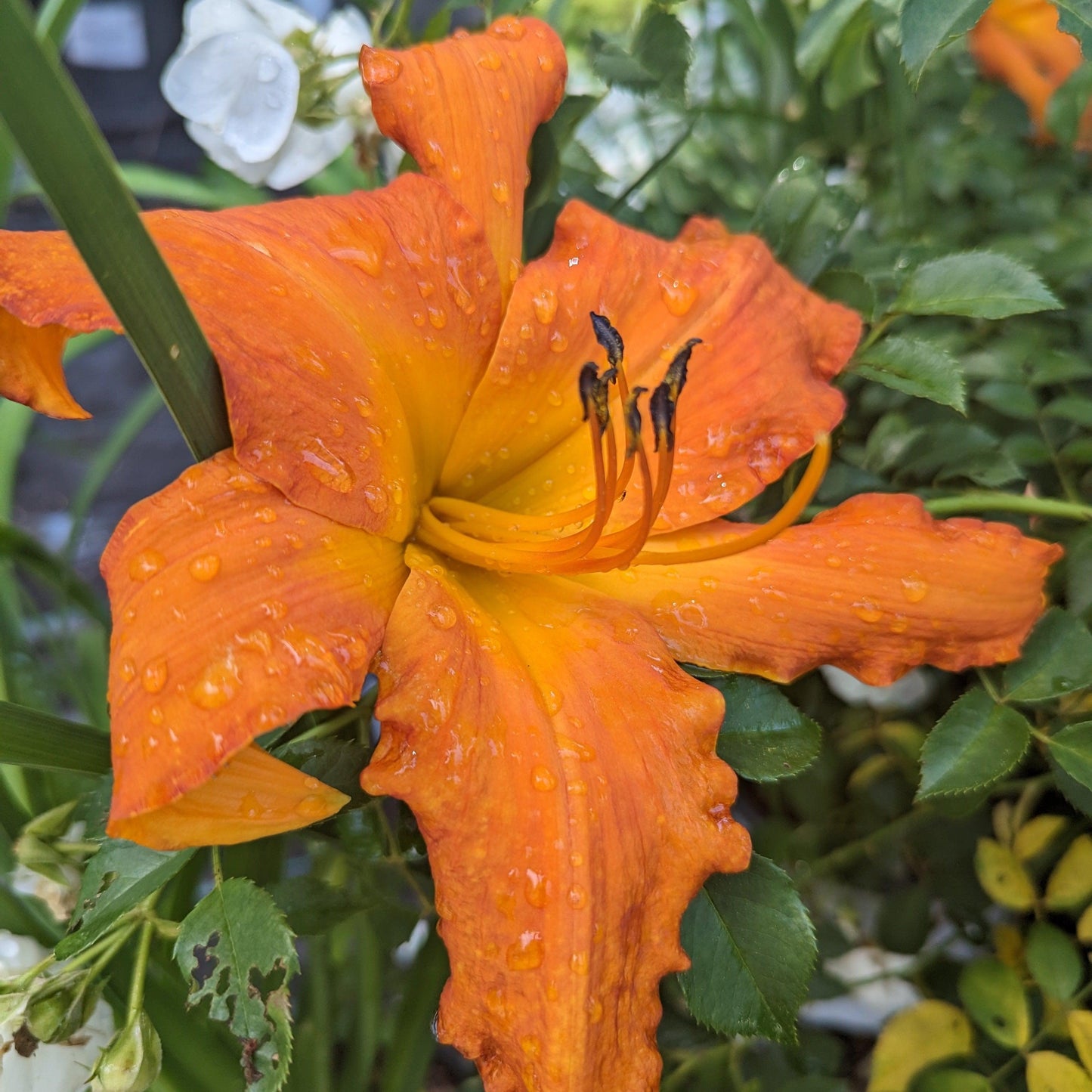 Hemerocallis 'Primal Scream'  - Rainbow Rhythm® 'Primal Scream' Daylily