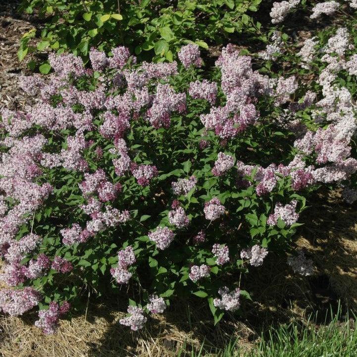 Syringa x 'SMNSDTP'  - Baby Kim® Lilac