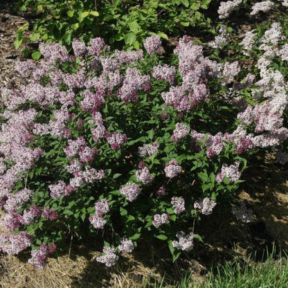 Syringa x 'SMNSDTP'  - Baby Kim® Lilac