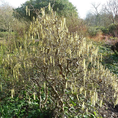 Corylus avellana 'Contorta'  - Contorted Filbert, Harry Lauder’s Walking Stick