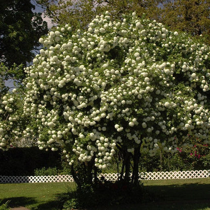 Viburnum opulus 'Roseum'  - Eastern Snowball